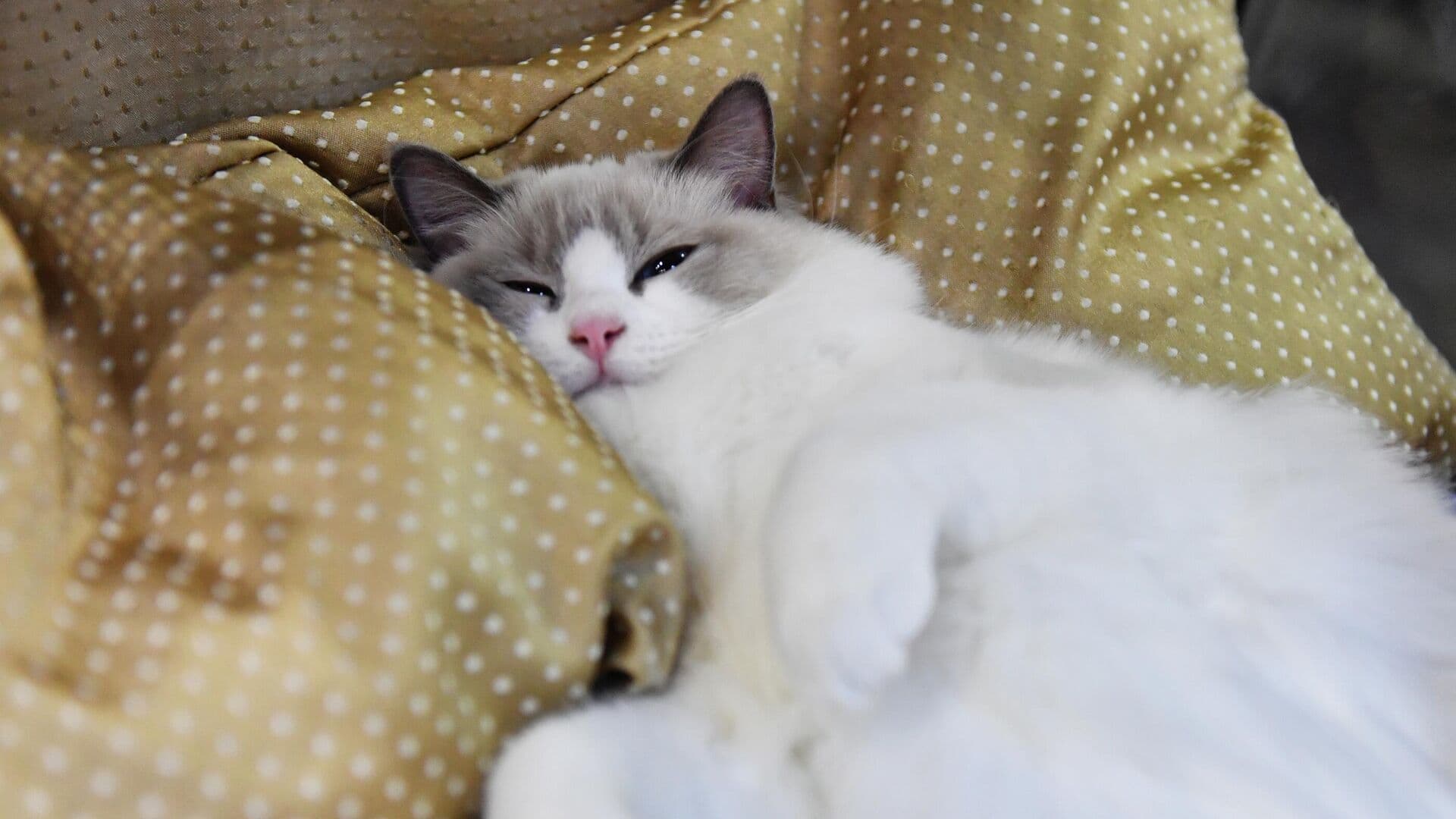 Ветеринар посоветовала обработать питомцев от паразитов в начале весны