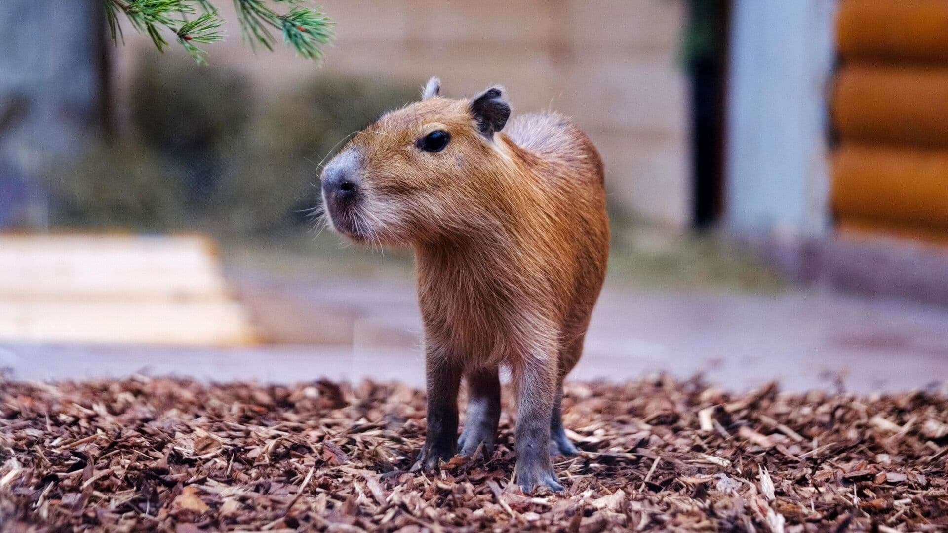 Японский зоопарк готов сотрудничать с Россией для размножения капибар