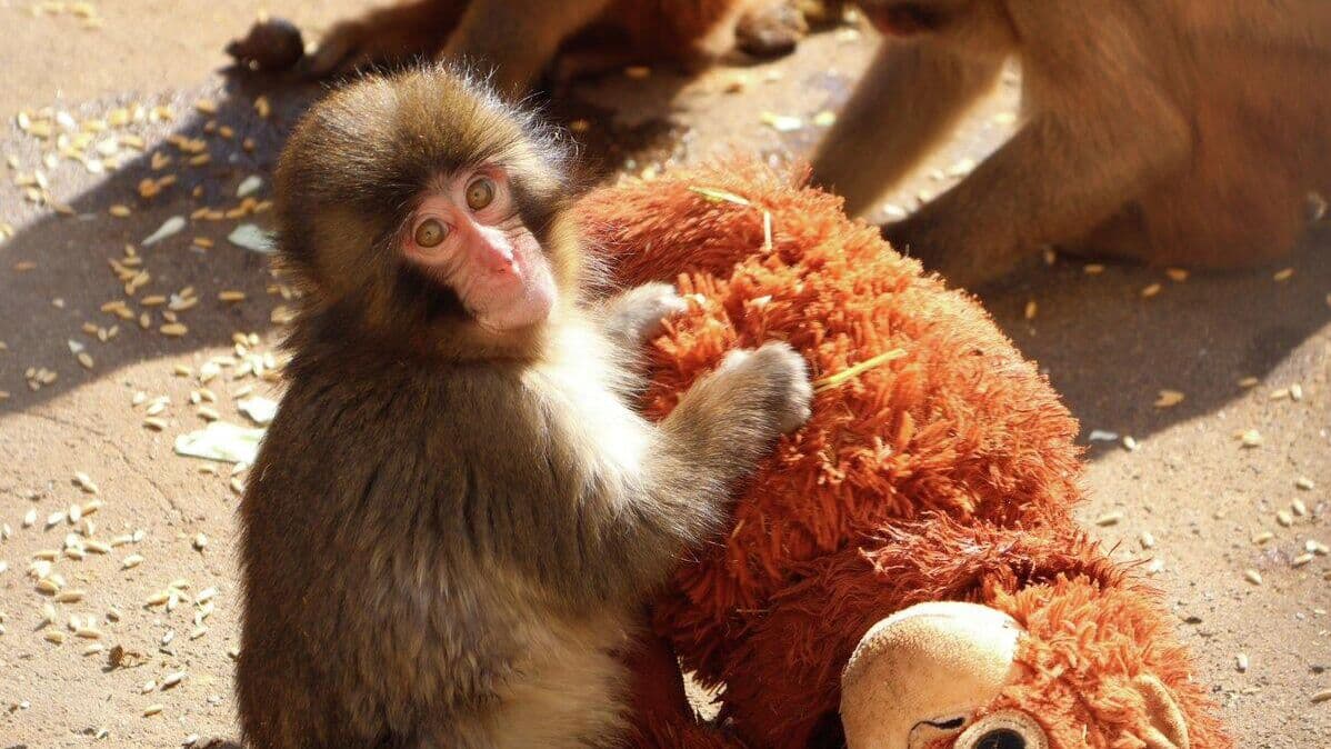 Зоопарк в Японии выпустил стикеры с макаком Панчи