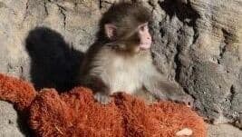 Осиротевший макак Панти стал героем компьютерной игры