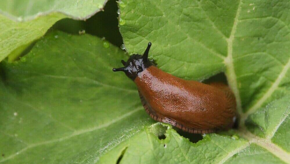 Ученый предупредил о пробуждении испанских слизней
