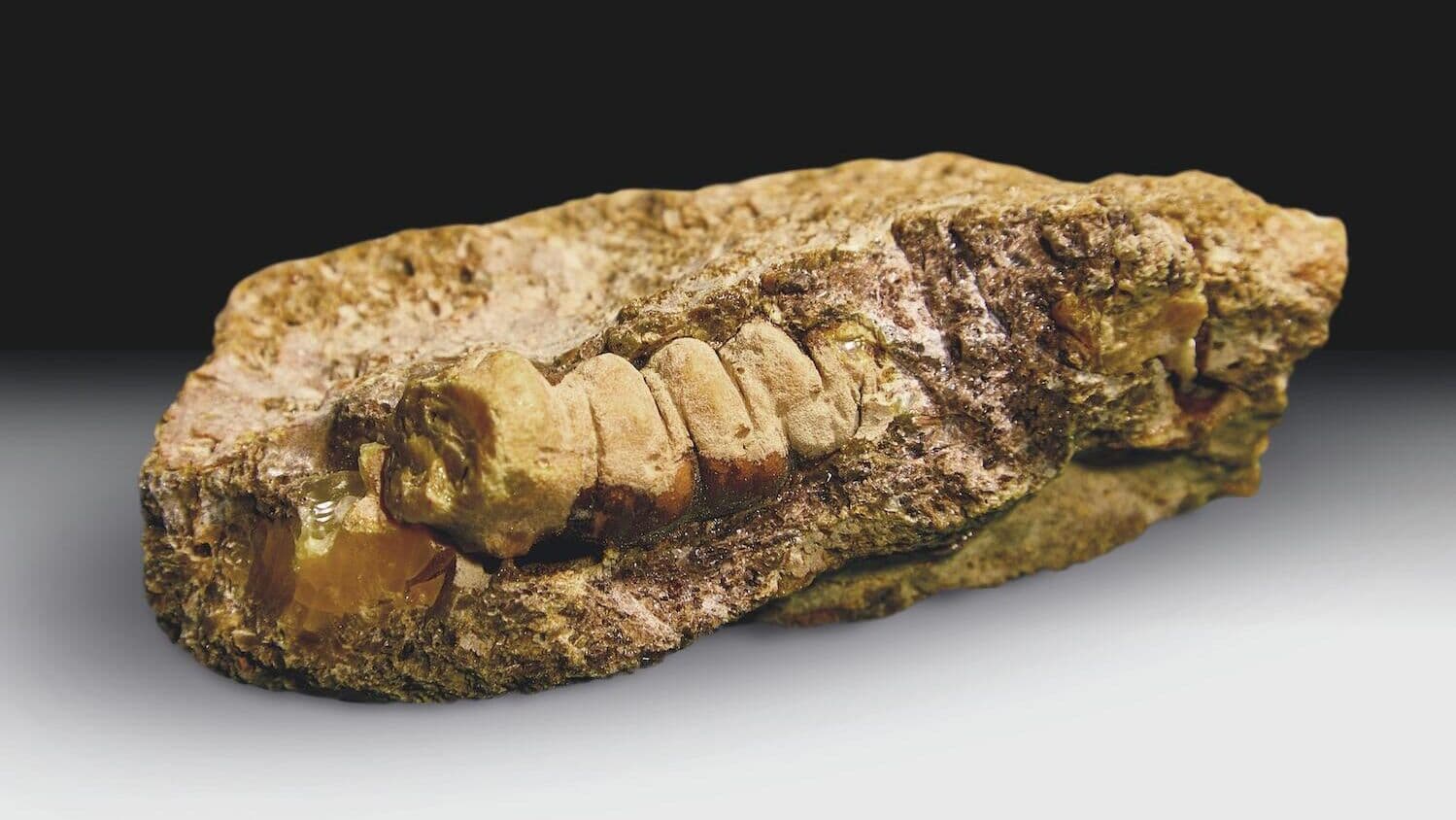 В Калининграде нашли уникальный янтарь возрастом до 50 миллионов лет