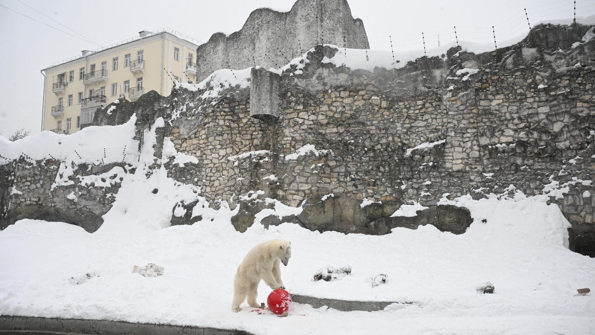 Медведям из Московского зоопарка вручили подарки в честь Дня белого медведя
