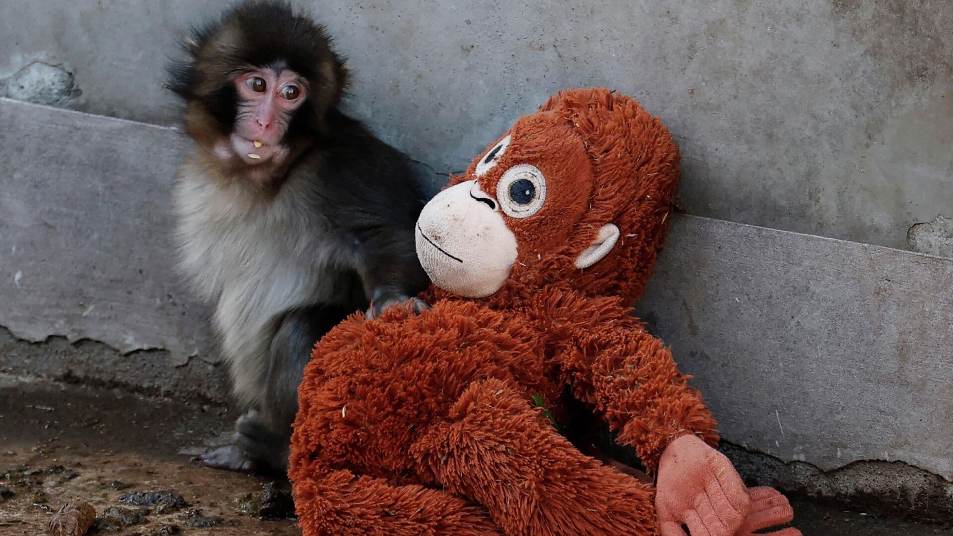 Число посетителей зоопарка в Японии удвоилось из-за интереса к макаке Панти