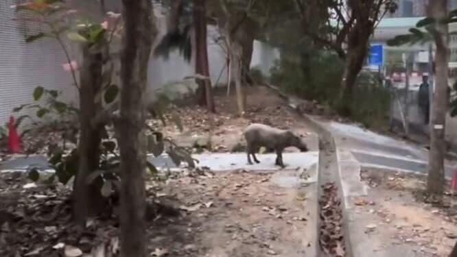 В Гонконге кабан напал на четырех человек