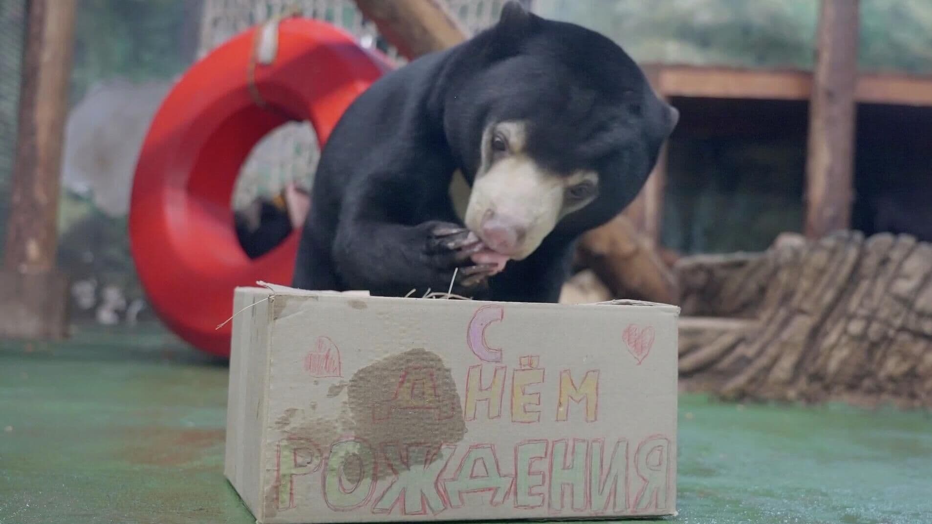 В Московском зоопарке медведице Маше подарили торт на день рождения