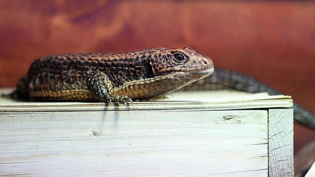 В Московском зоопарке появились на свет два детеныша большого геррозавра