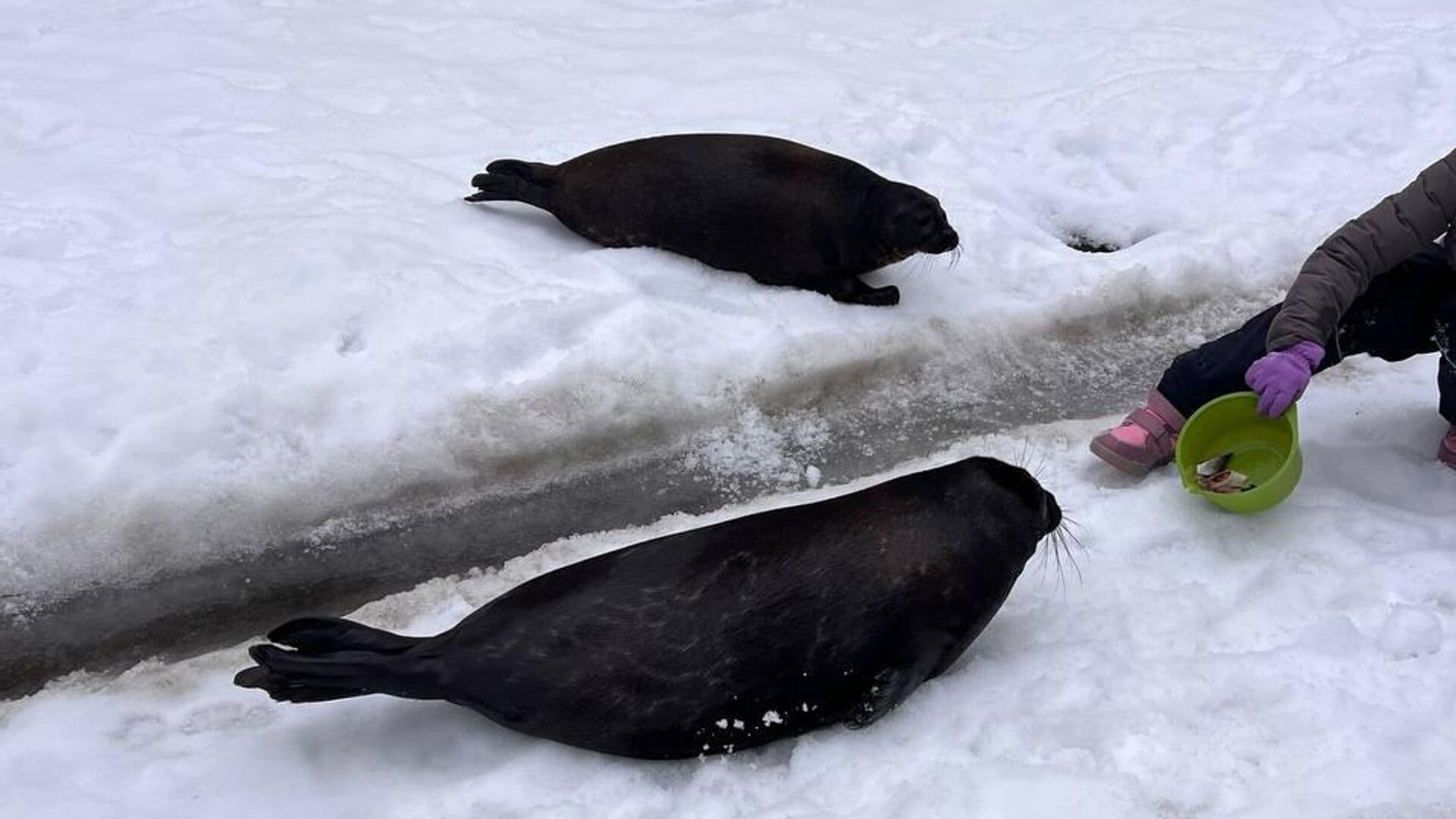 Петербургских нерп Крошика и Шлиссика перевели в уличный бассейн