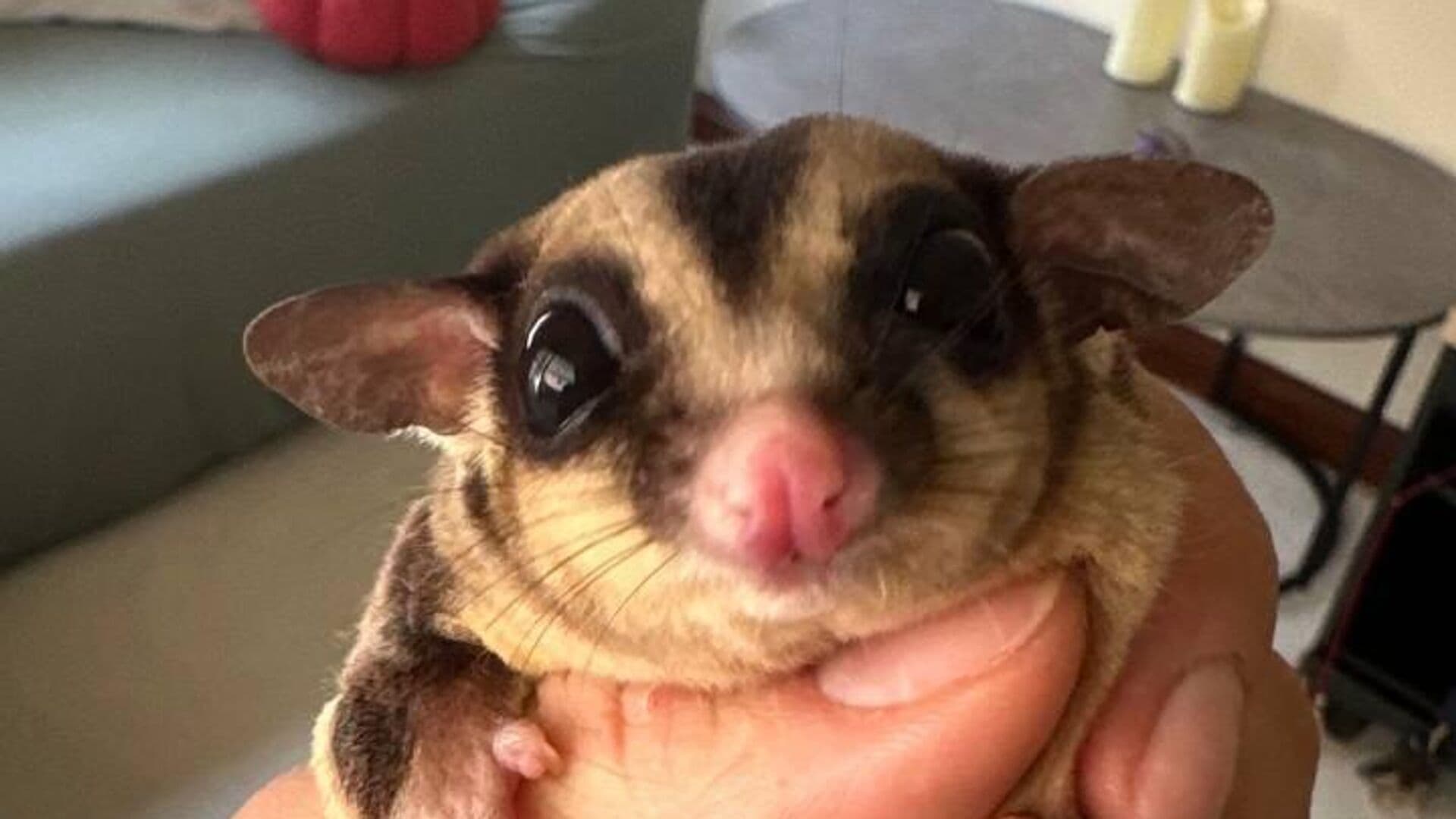 Россиян предупредили о последствиях покупки зверьков поссумов в Таиланде