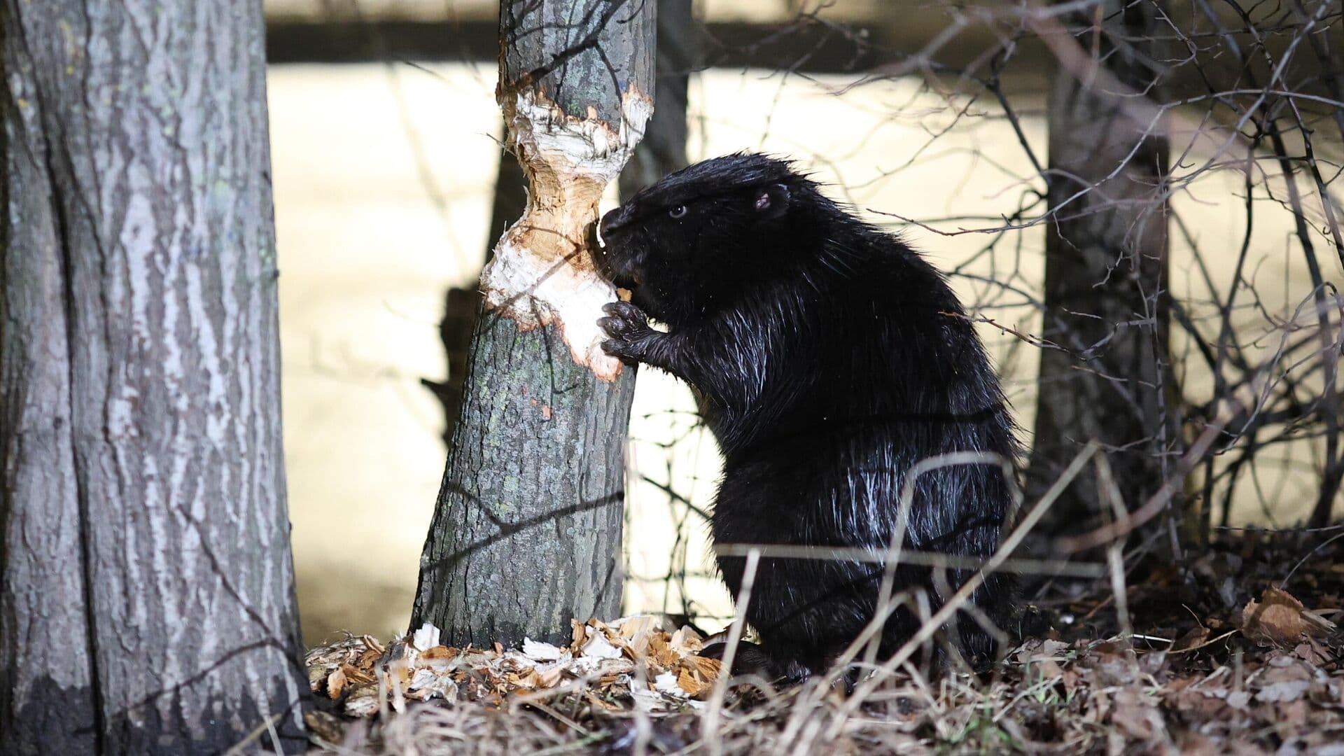 Зоолог объяснила, что делать при встрече с бобром