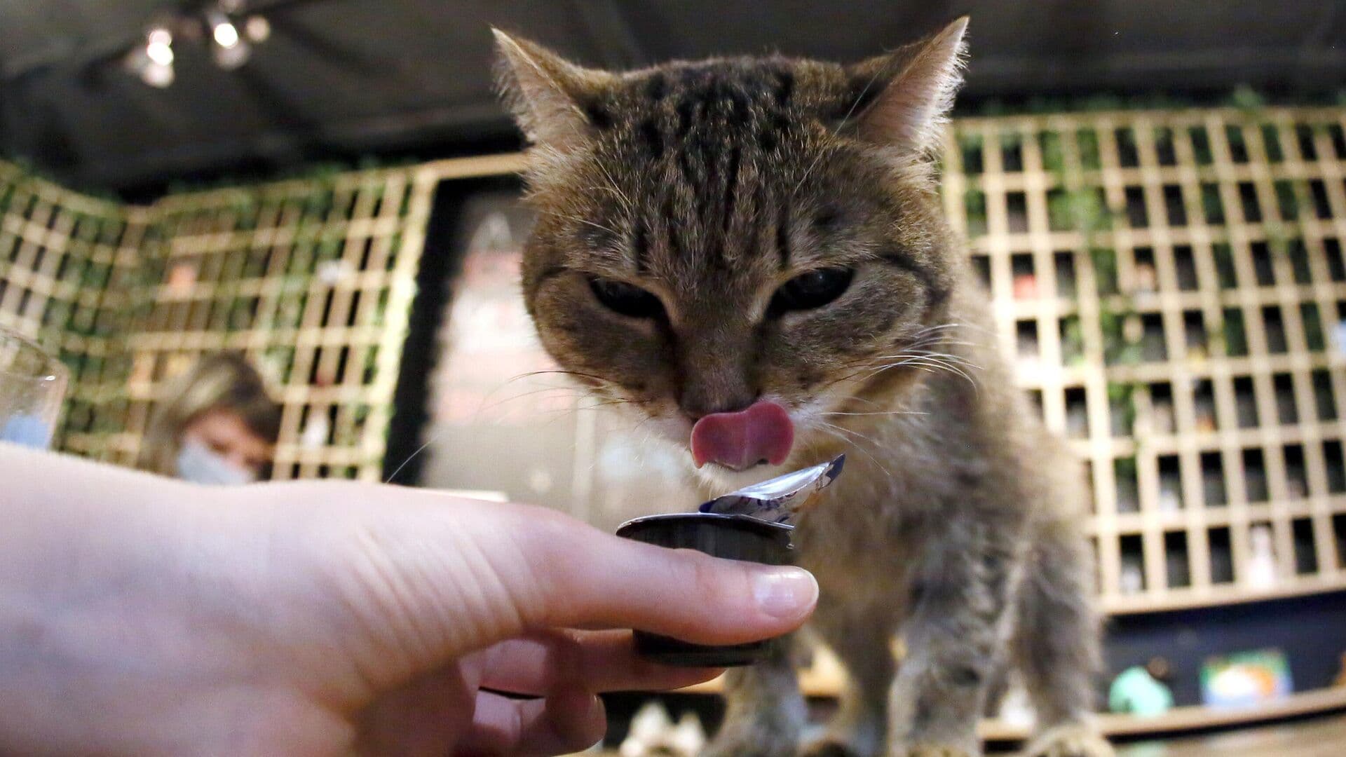 Опрос показал, сколько россиян называют себя кошатниками