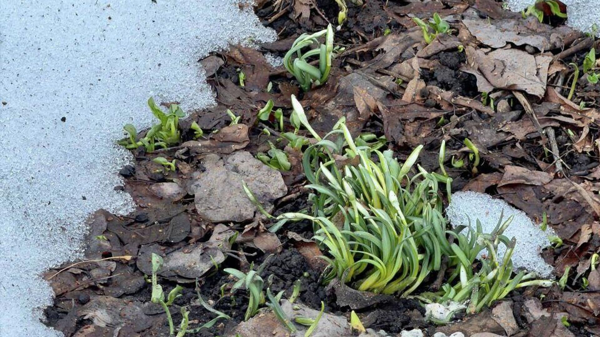 В Аптекарском огороде расцвели первые подснежники