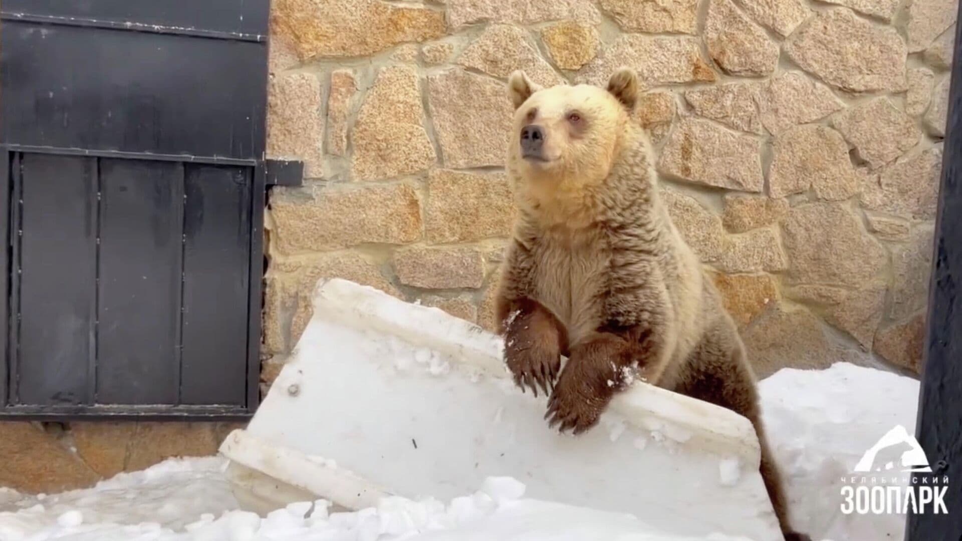 В Челябинском зоопарке проснулись медведи
