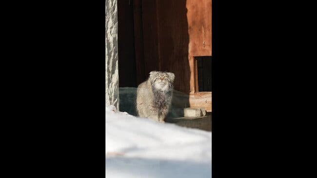 Манул Тимофей из Московского зоопарка вышел на прогулку