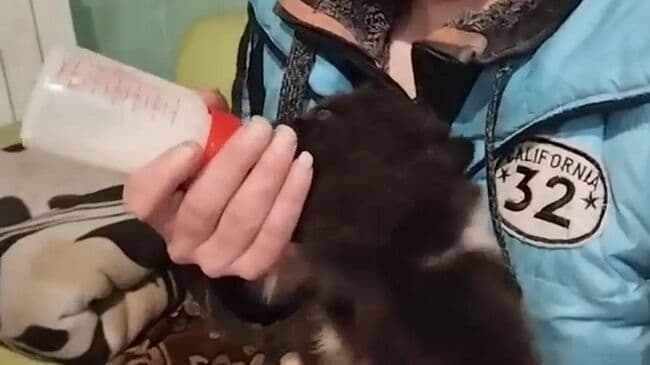 В Ленинградской области медвежонка выхаживают в центре помощи животным