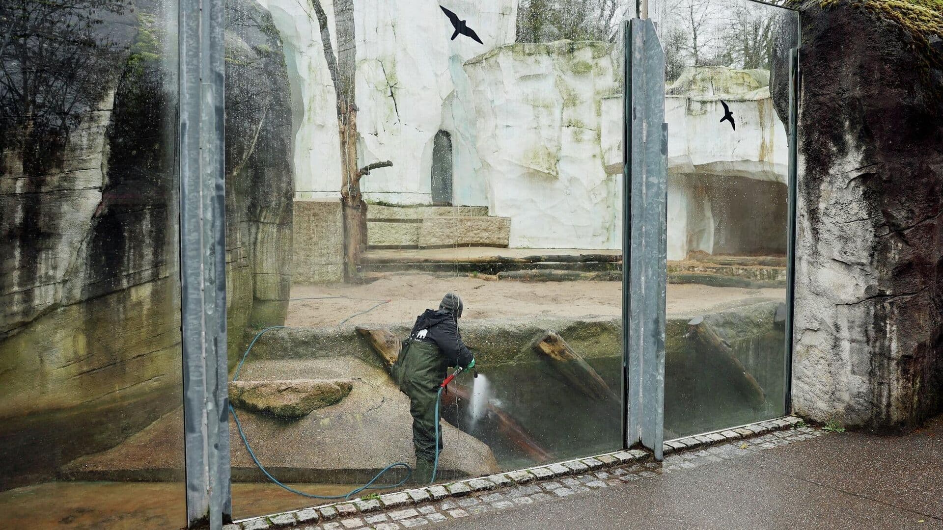 В немецком зоопарке неизвестные забросали белых медведей бутылками