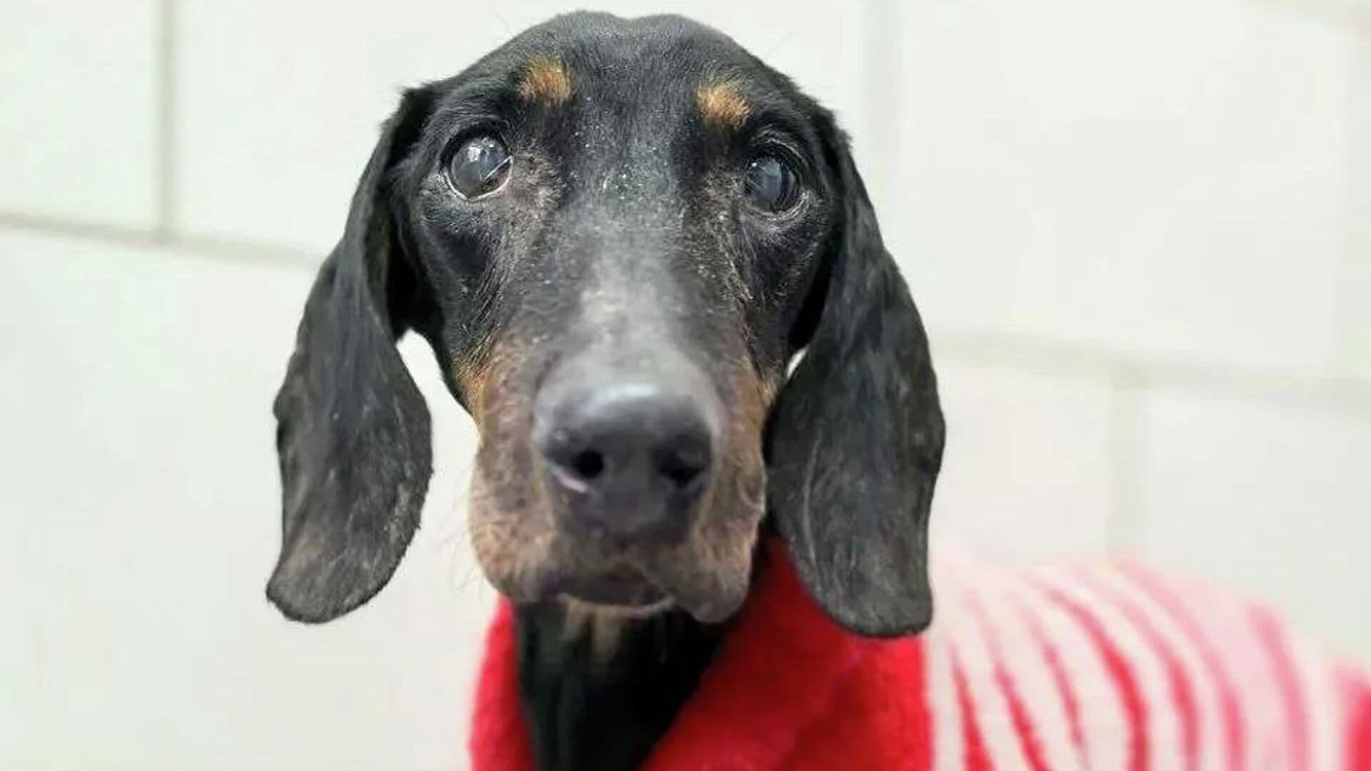 В Москве ветеринары прооперировали таксу с разрывом опухоли селезенки