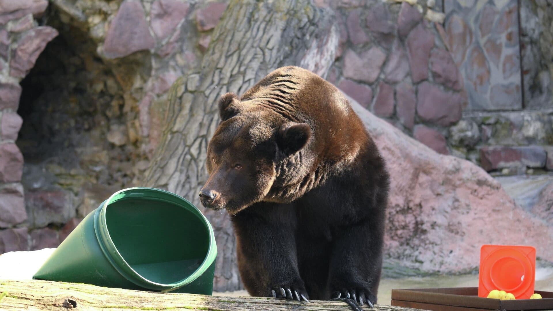 В Московском зоопарке медведи вышли из спячки