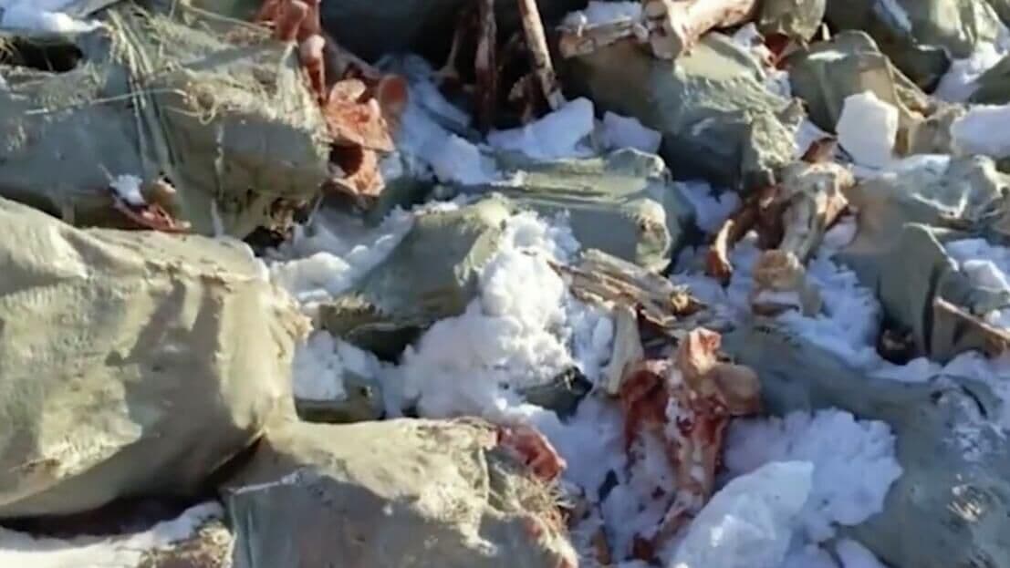 В Красноярском крае нашли незаконный скотомогильник