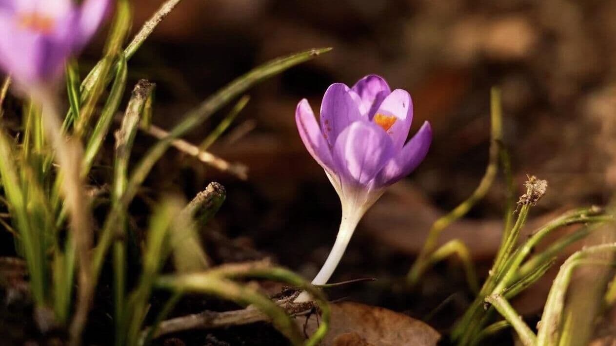 В московских парках распустились первые крокусы