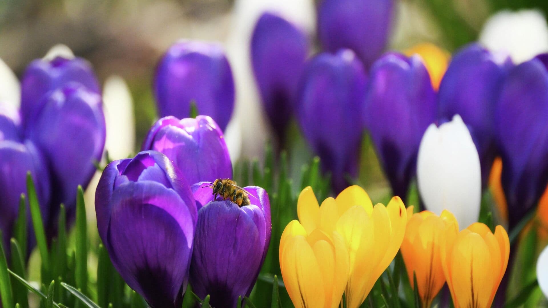 Синоптик рассказала о погоде в Москве в конце марта