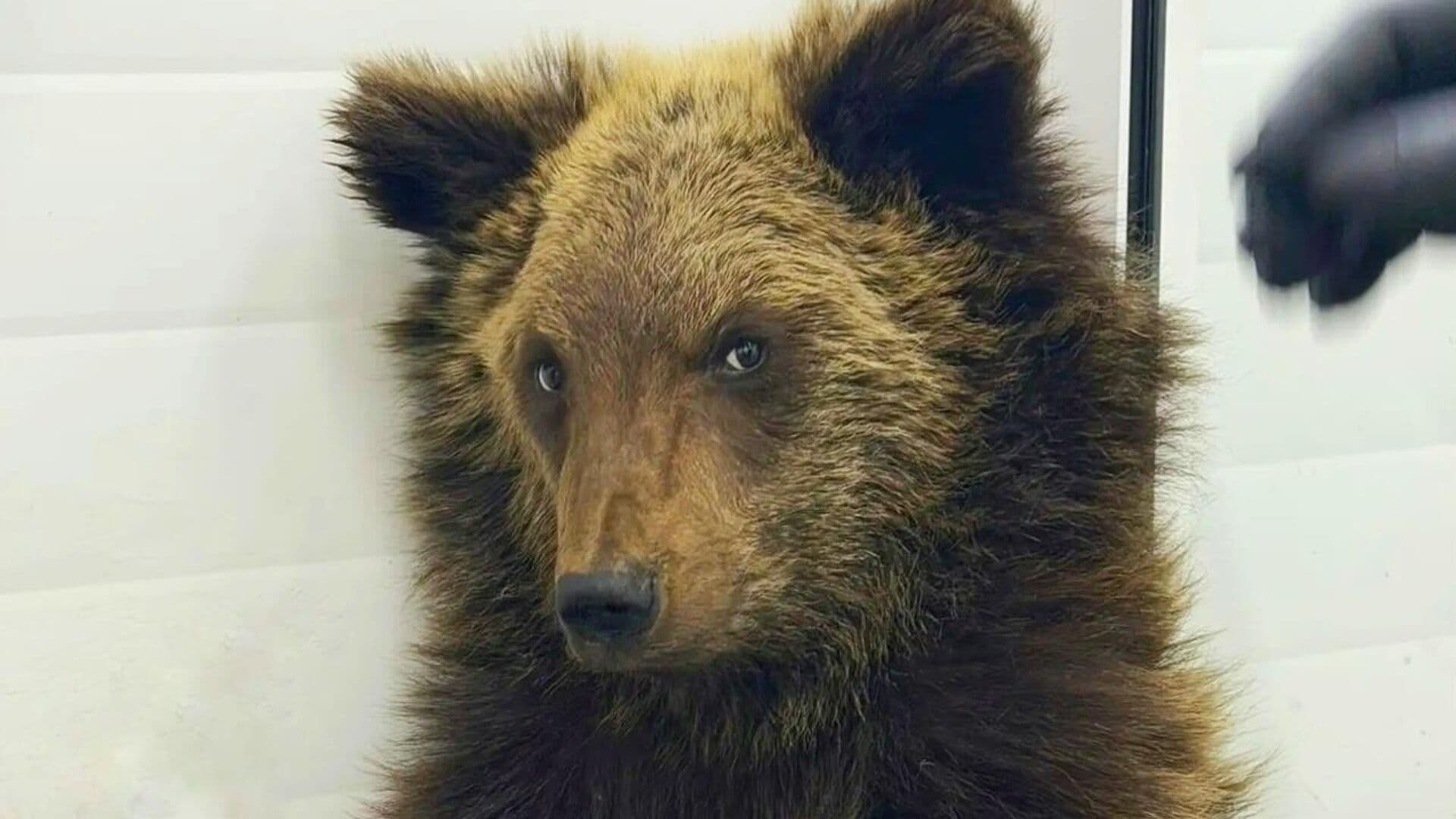 На железной дороге в Иркутской области подобрали истощенного медвежонка