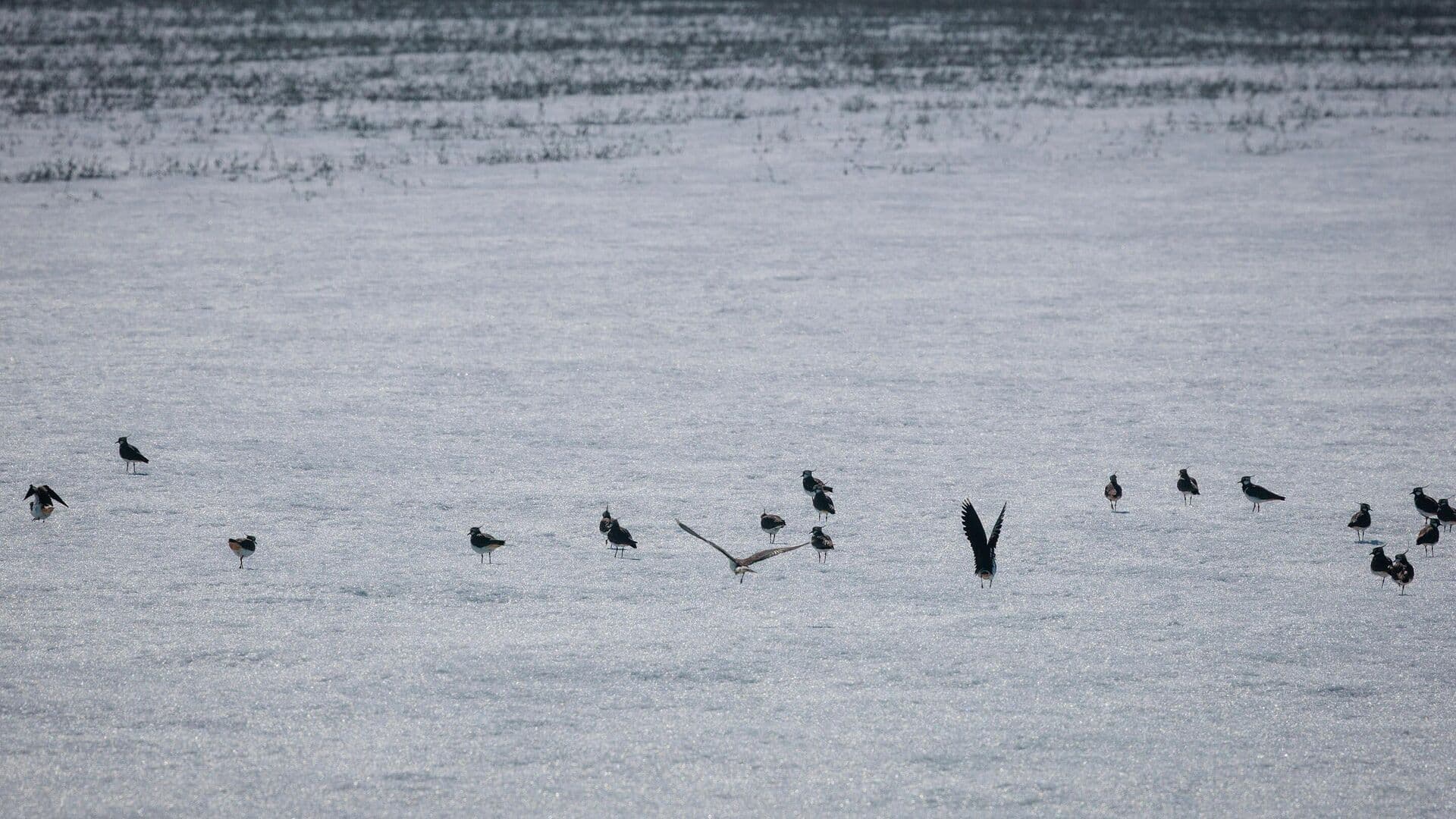 Кулики вернулись на Куликово поле