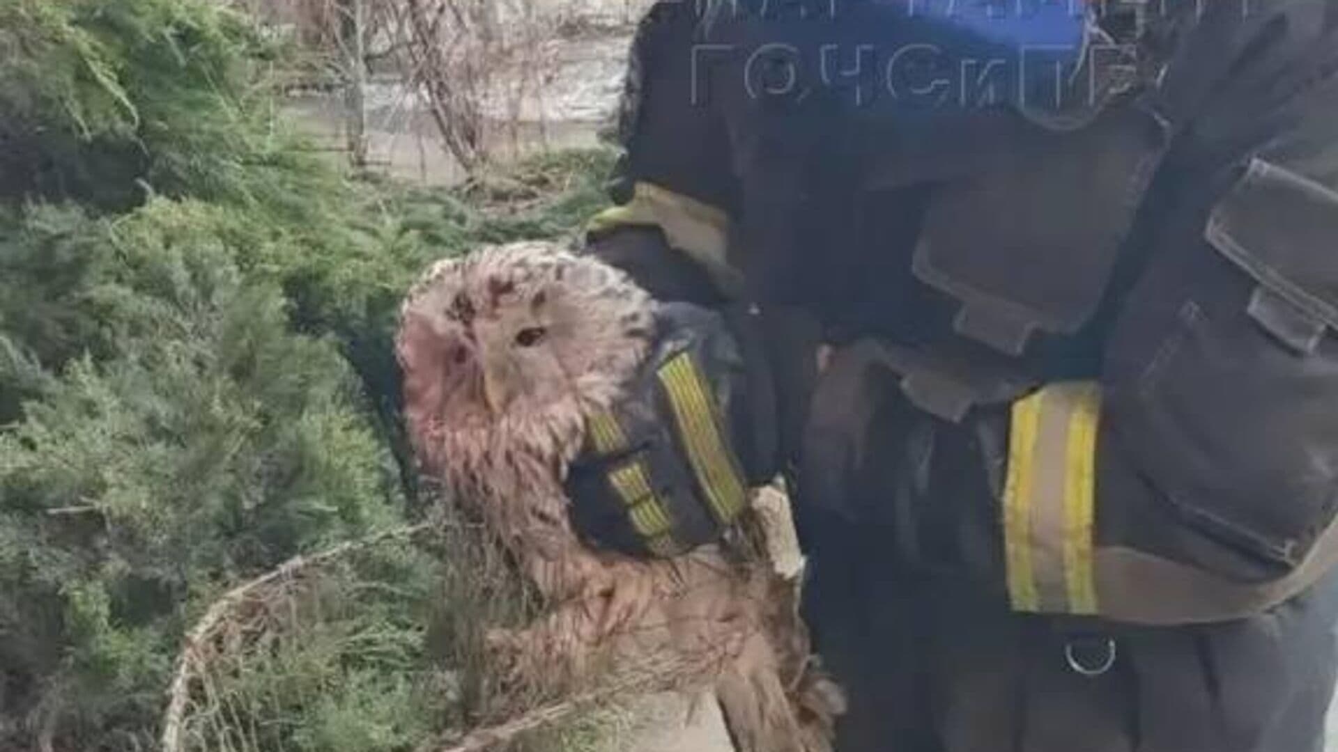 В Москве спасли неспособную взлететь сову и утку с поврежденным крылом