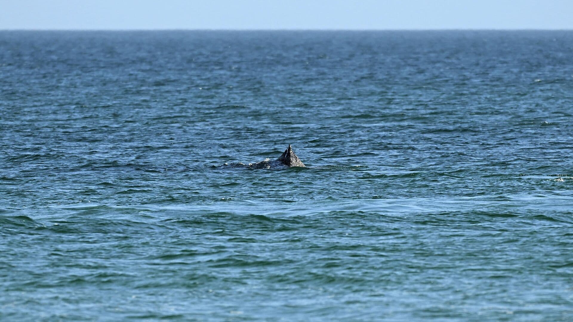 В ФРГ водная полиция считает, что заблудившийся кит, вероятно, погибнет