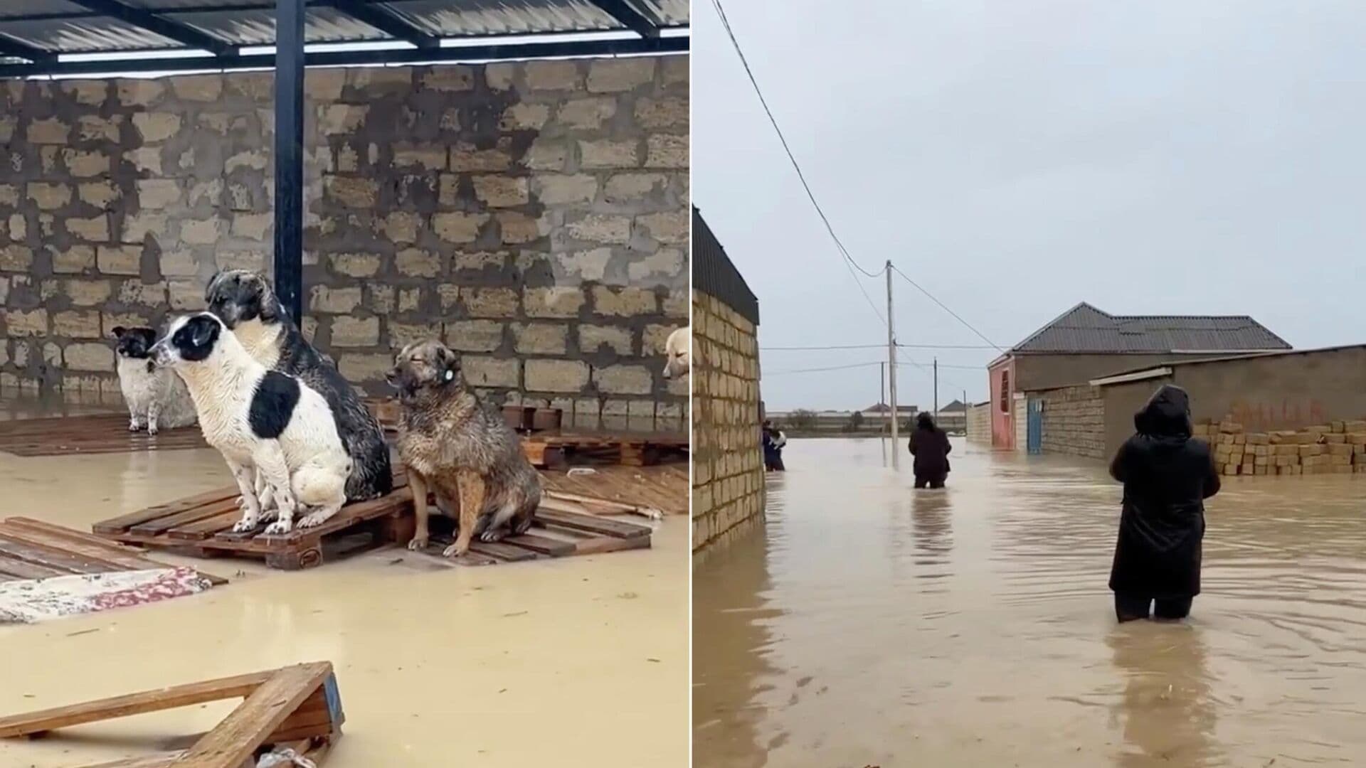 Ветеринар из Ростова-на-Дону рассказала, как помогала животным в Дагестане