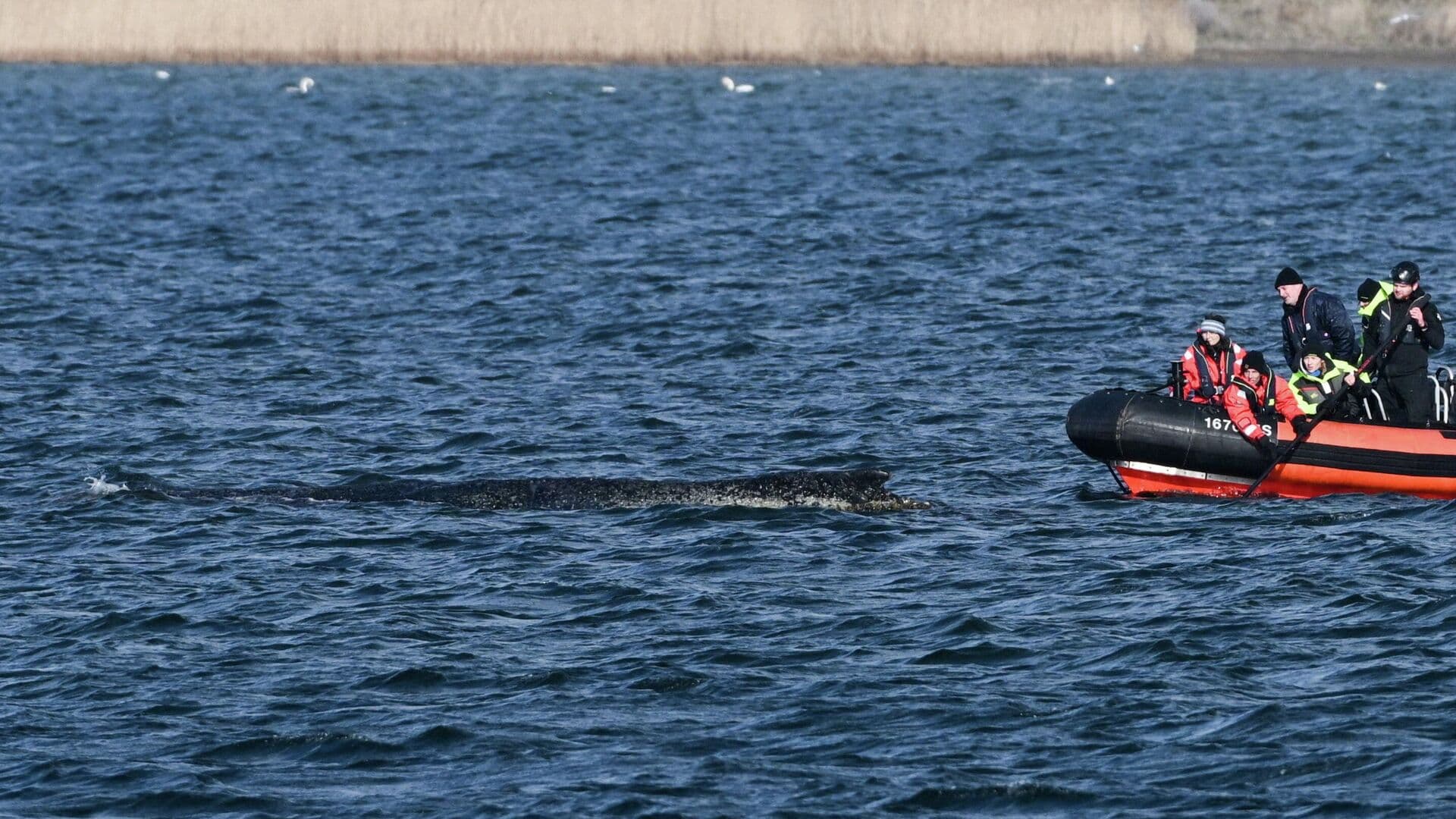 В Германии началась операция по спасению застрявшего кита