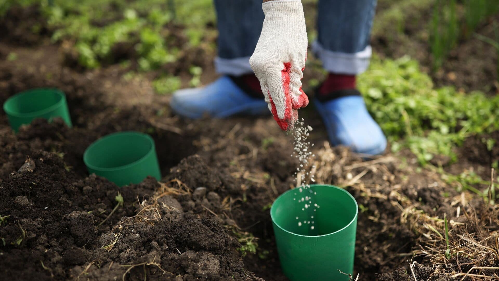В Союзе садоводов раскрыли, какие растения нельзя выращивать на участке