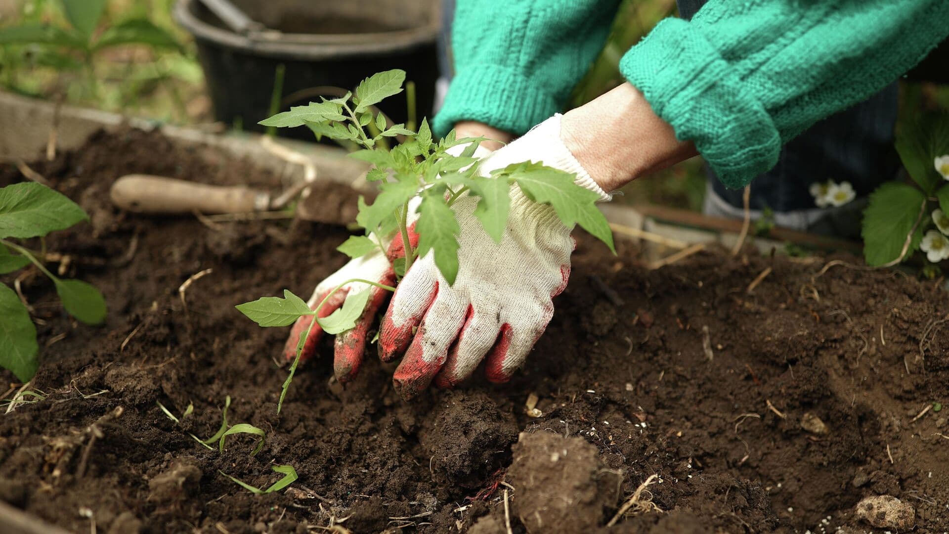 Дачников могут штрафовать за сорняки и мусор на участке, рассказал юрист