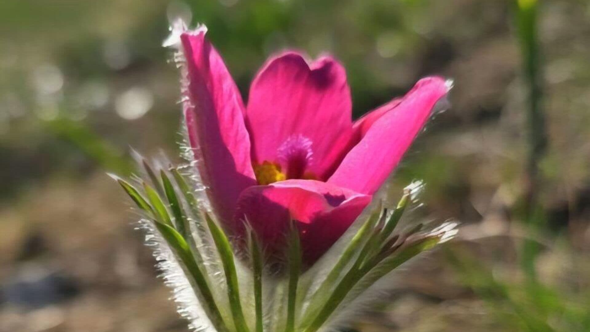 В Аптекарском огороде расцвела сон-трава