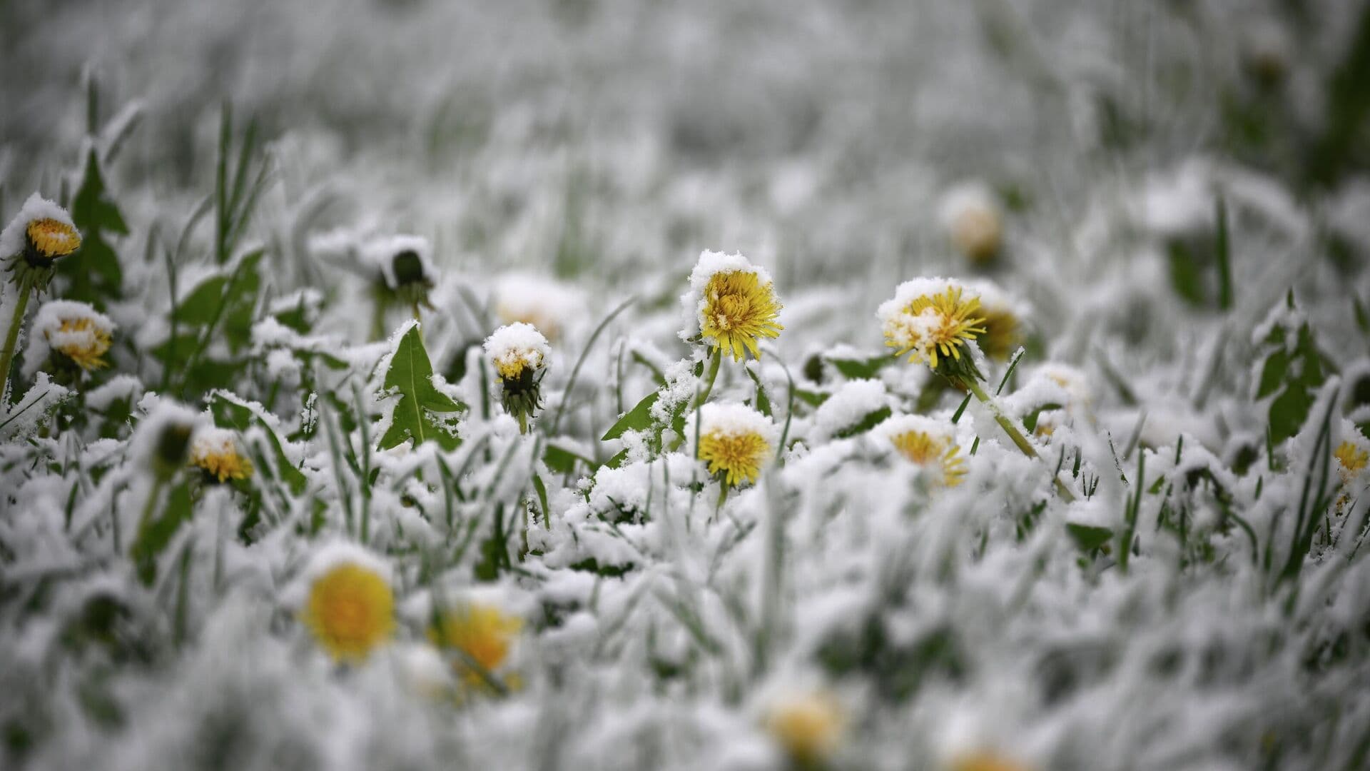 Синоптик назвала регионы России, где в пятницу будет идти мокрый снег