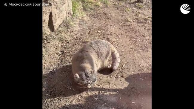 В Московском зоопарке показали, как манул Тимофей проводит время на солнце
