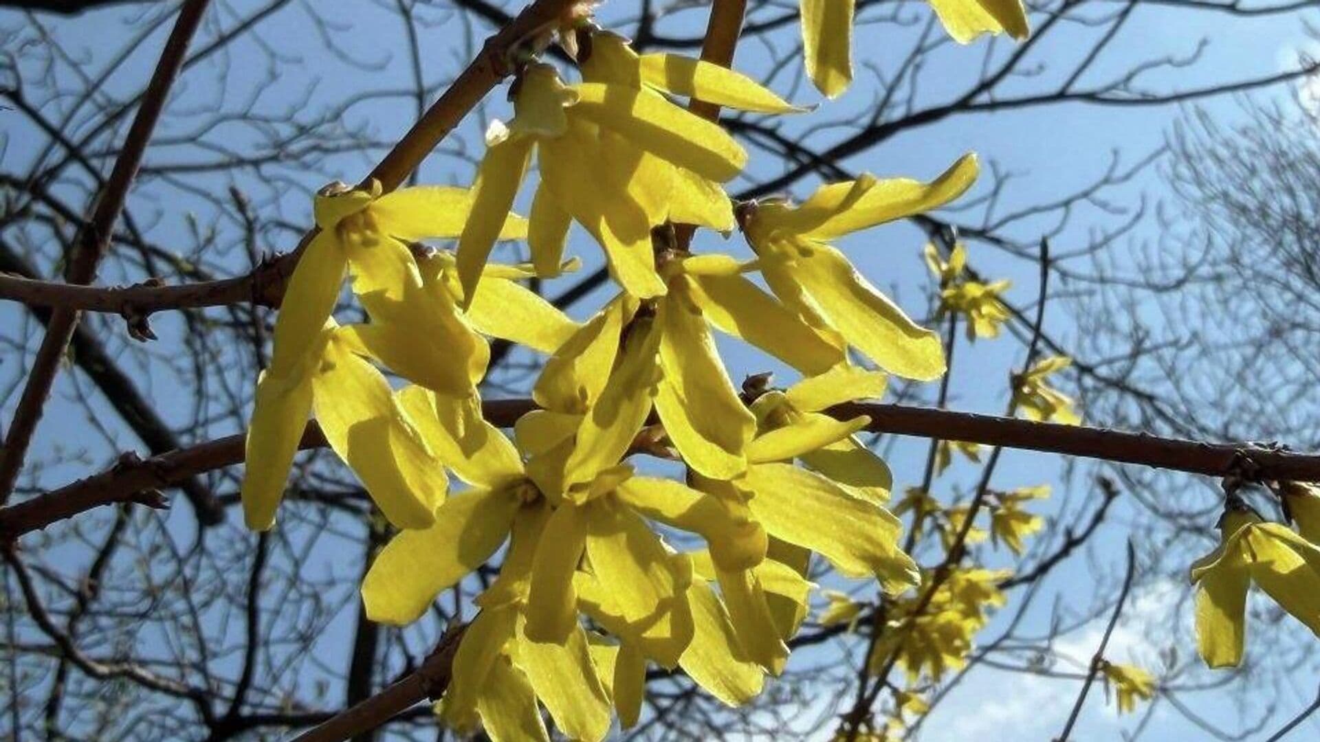 В Аптекарском огороде расцвел пасхальный куст
