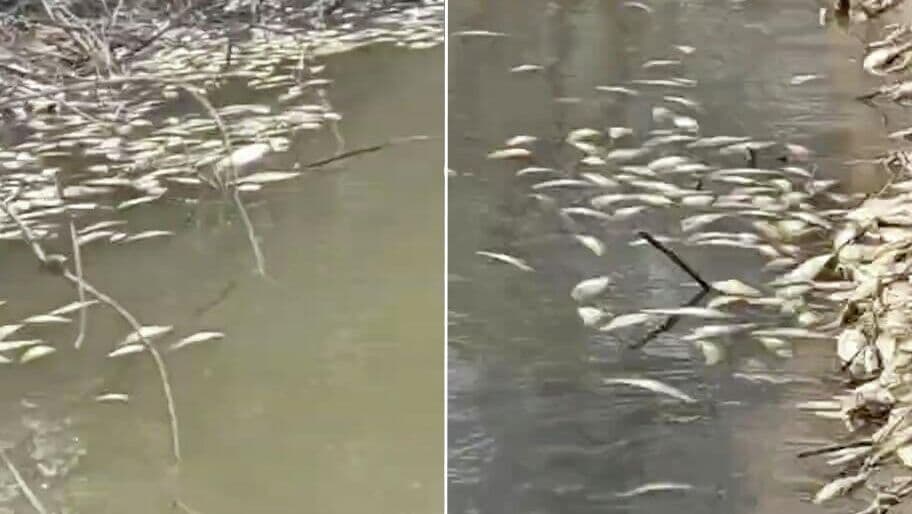 Прокуратура проверит сообщения о массовой гибели рыбы в Приморье