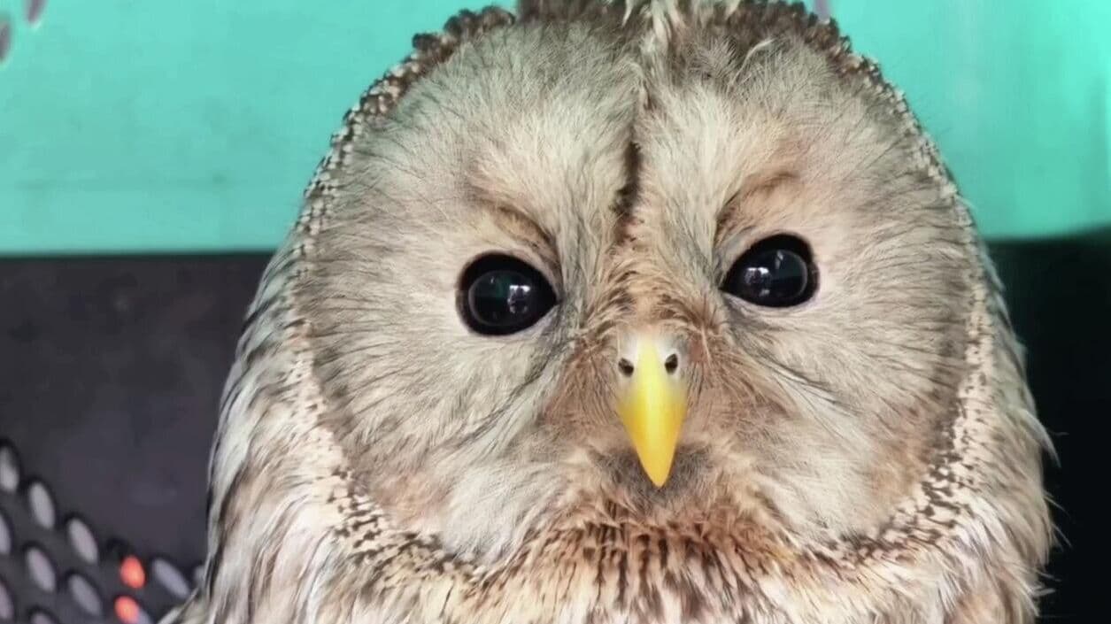 В Иркутской области спасенную сову после реабилитации выпустили на волю