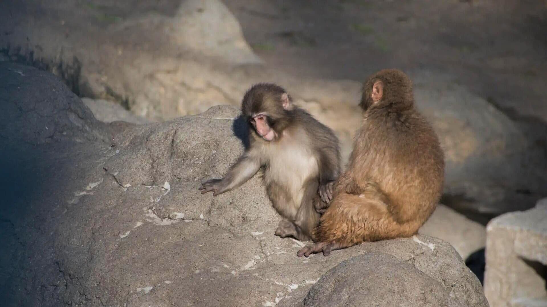Зоопарк в Японии раскрыл причину стычек между макакой Панчем и сородичами