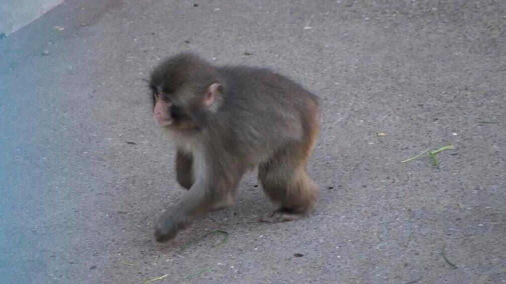 В Японии рассказали о секрете всемирной популярности макаки Панча