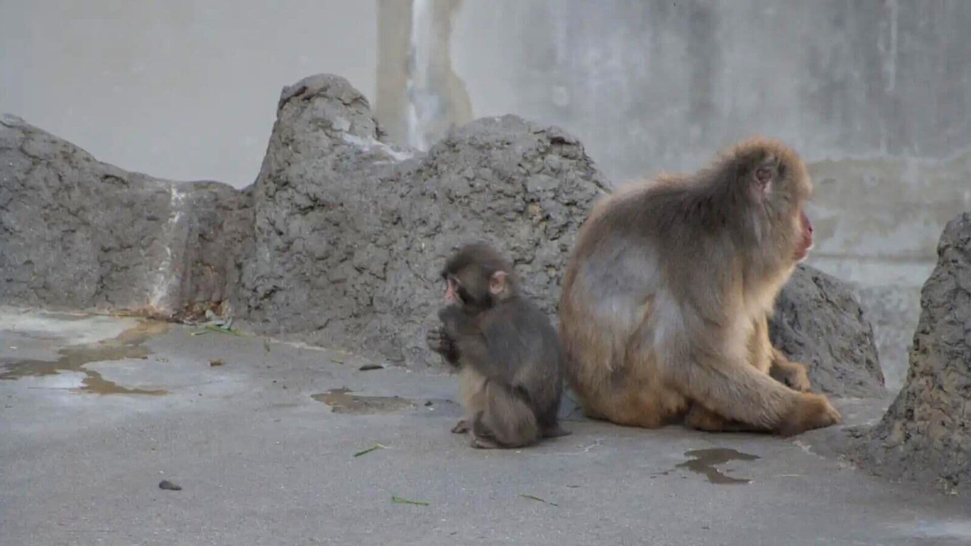 В Японии рассказали о минусах всемирной популярности макака Панча