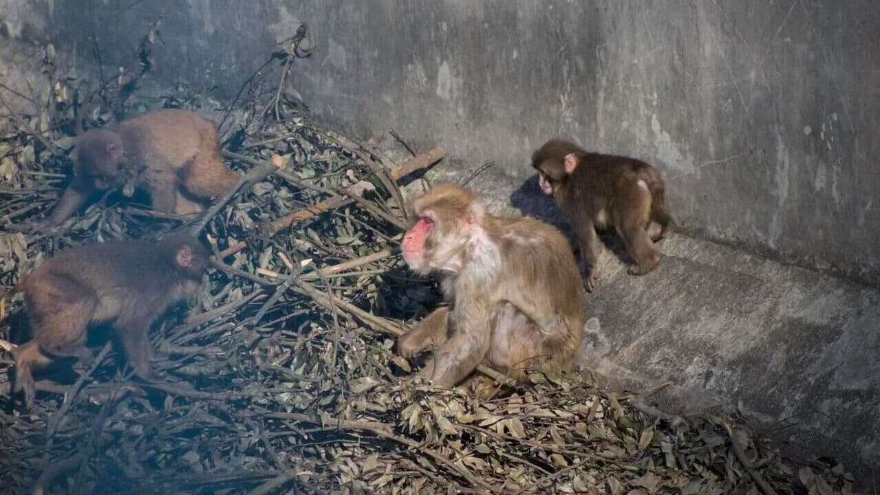 В японском зоопарке рассказали об обезьяне с такой же судьбой, как у Панча