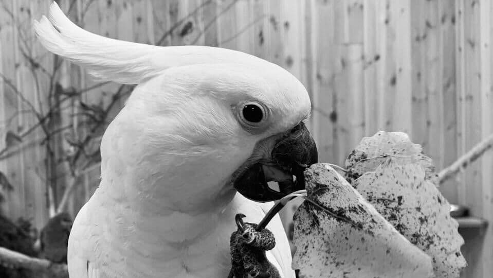 В Ленинградской области неизвестные убили 33 попугая в зоопарке