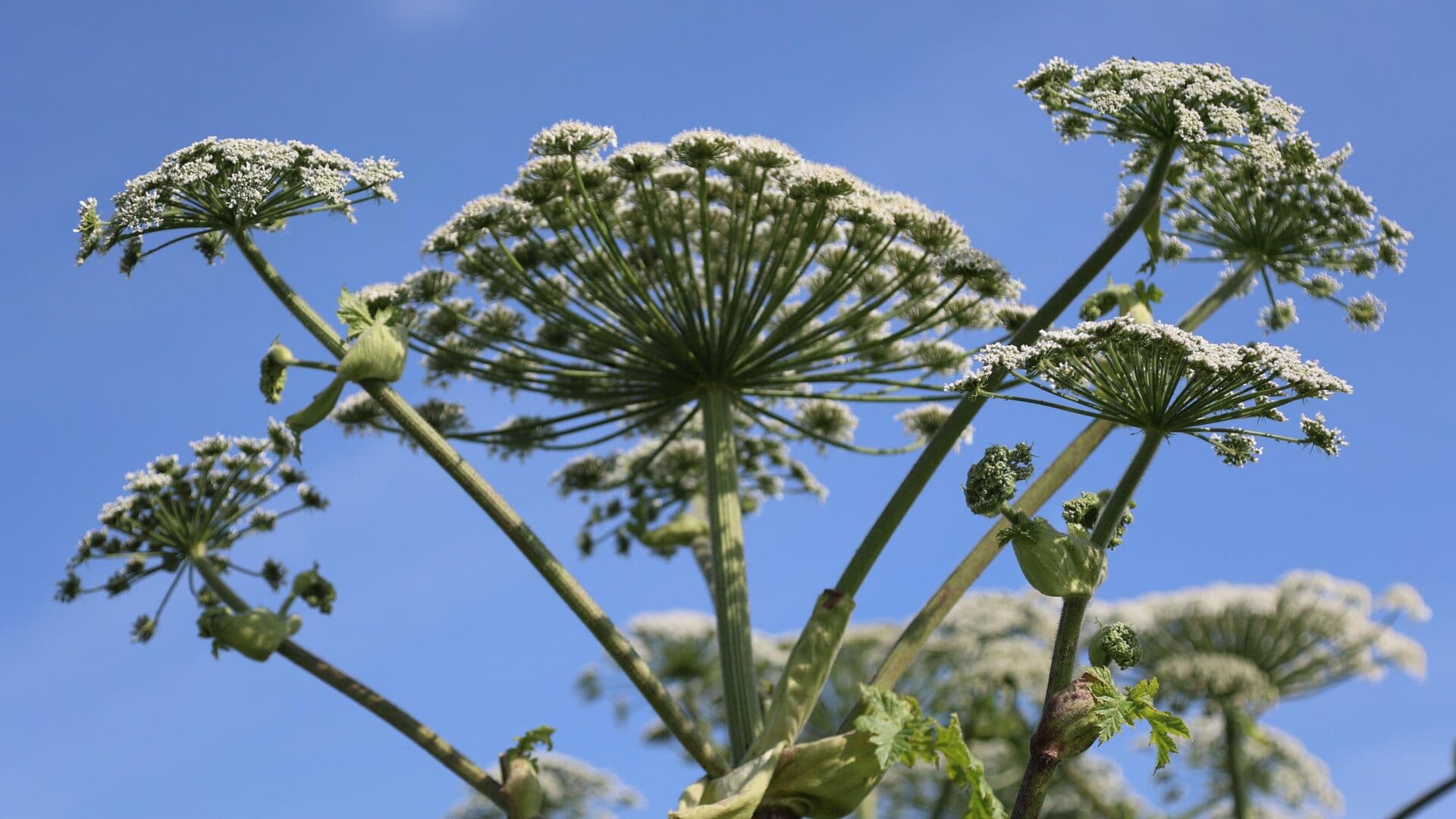 Терапевт рассказал, чем опасен сок борщевика