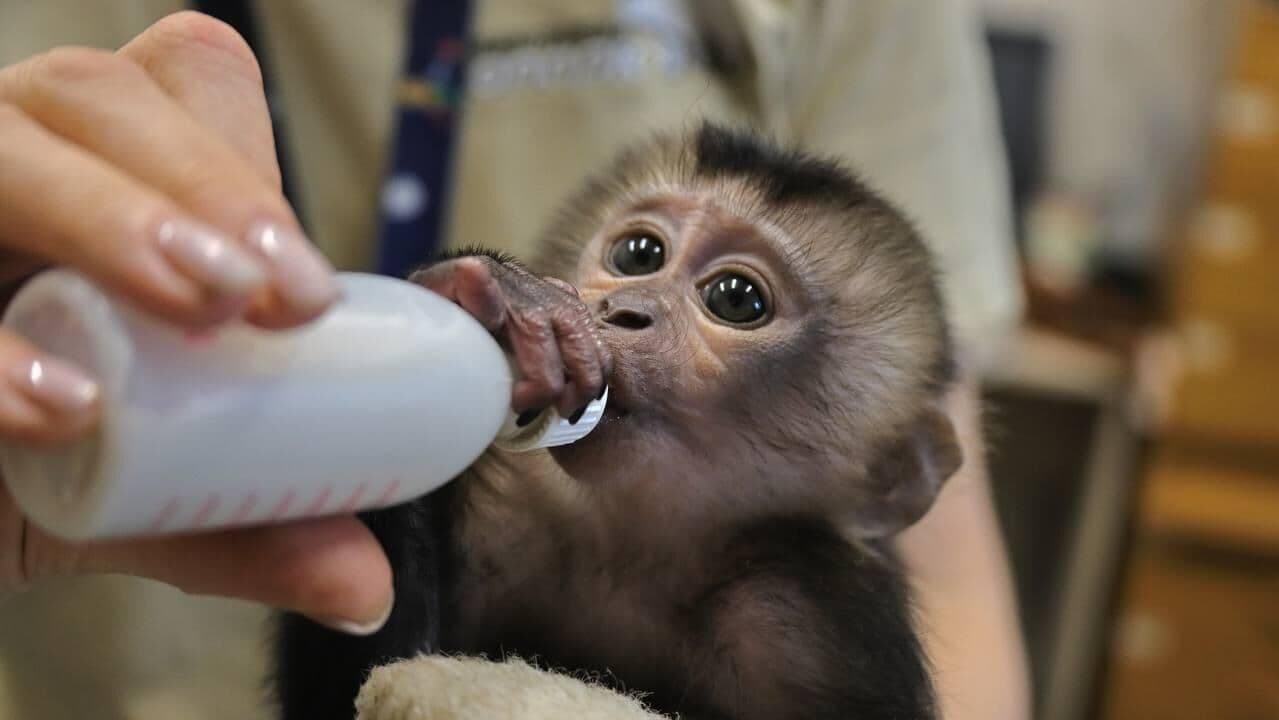 Детенышу макаки из Ленинградского зоопарка выбрали имя