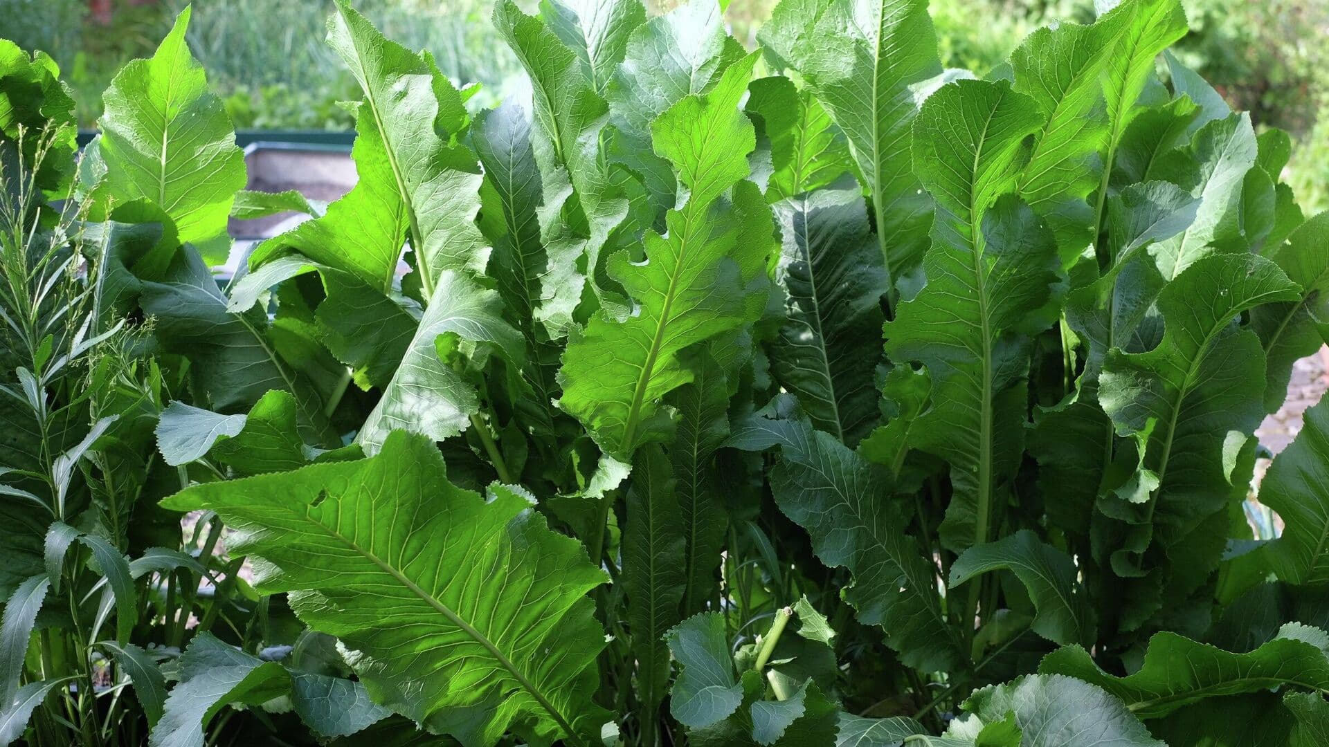 В России появились рекомендации подачи хрена