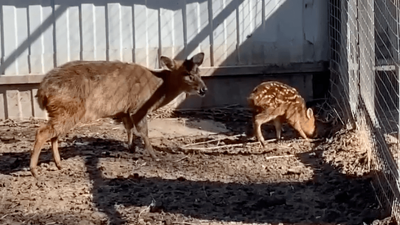 В брянском зоопарке у семейства китайских оленей появилось потомство