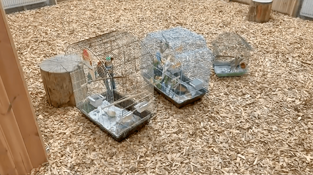 В Кудрово попугаев, выживших после отравления, вернули в зоопарк