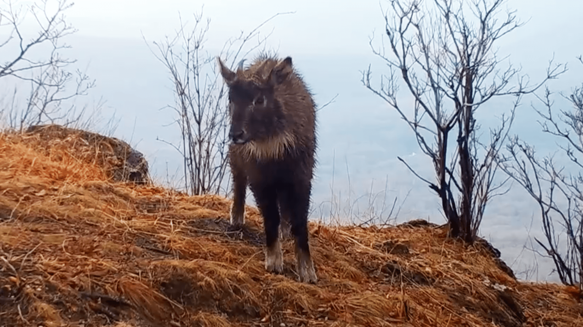 Юридическая значимость Красной книги неизменна, заявили в Минприроды